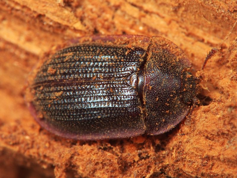 Peltis ferruginea (Linnaeus, 1758)